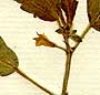 Corchorus coreta L., blomställning x8