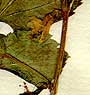 Corchorus olitorius L., inflorescens x8