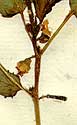 Corchorus olitorius L., inflorescens x8