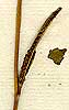 Corchorus trilocularis L., inflorescens x6