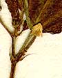 Corchorus trilocularis L., inflorescens x9
