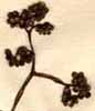 Cordia myxa L., inflorescens x5