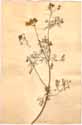 Coriandrum sativum L., framsida
