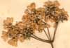 Coriandrum sativum L., blomställning x6