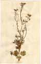 Coriandrum sativum L., framsida