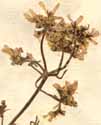 Coriandrum sativum L., inflorescens x6