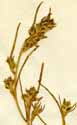 Corispermum hyssopifolium L., inflorescens x4