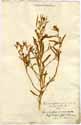 Corispermum hyssopifolium L., framsida