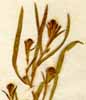 Corispermum hyssopifolium L., blomställning x4