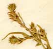 Corispermum hyssopifolium L., blomställning x4