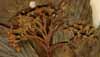 Cornus alba L., blomställning x8
