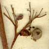 Cornus alba L., fruits x8