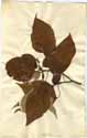 Cornus alternifolia L., framsida