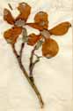 Cornus florida L., inflorescens x8