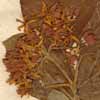 Cornus sanguinea L., blomställning x4