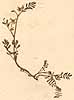 Coronilla argentea L., närbild, framsida x3