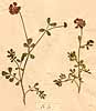 Coronilla coronata L., närbild, framsida x2