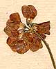 Coronilla coronata L., blomställning x8