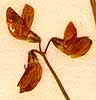 Coronilla juncea L., flowers x8