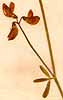 Coronilla juncea L., inflorescens x8