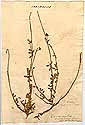 Coronilla minima L., framsida
