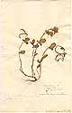 Coronilla scorpoides L., framsida