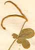 Coronilla scorpoides L., frukter x8