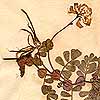 Coronilla valentina L., blommor x8
