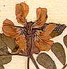 Coronilla valentina L., inflorescens x8