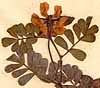 Coronilla valentina L., inflorescens x8