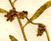 Corrigiola litoralis L., blomställning x8