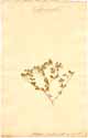 Corrigiola tetraphyllum L., framsida