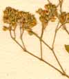 Corrigiola tetraphyllum L., blomställning x8