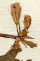 Cortusa matthioli L., blommor x8
