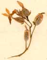 Cotyledon laciniata L., inflorescens x6