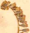 Cotyledon umbilicus L., inflorescens x8