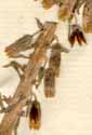 Cotyledon umbilicus L., blomställning x8
