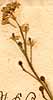 Crambe hispanica L., blomställning x8
