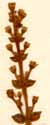 Crassula punctata L., blomställning x8