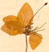 Crataeva gynandra L., flower x4