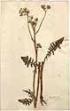 Crepis biennis L., framsida