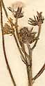 Crepis biennis L., blomställning x8