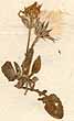 Crepis pygmaea L., närbild x6