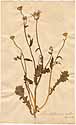 Crepis rubra L., framsida