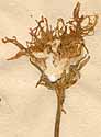 Crepis rubra L., blomställning x8