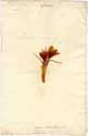 Crocus sativus ssp. vernus L., front
