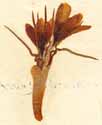 Crocus sativus ssp. vernus L., inflorescens x2