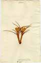 Crocus sativus ssp. vernus L., framsida