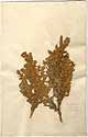 Crotalaria bifaria L.f., framsida