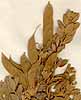 Crotalaria bifaria L.f., frukter x6